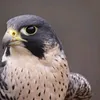 Alaa Alkhatib - @alaa.alkhatib76 - TikTok