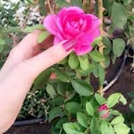 Alaa Mansi - @al_aa3b - Instagram