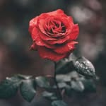 Alaa ǾDeh - @alaa.odeh - Instagram