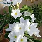 alaa rashed - @alaarashed29 - Instagram