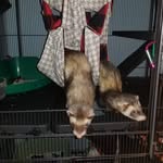 Zeek & Duke Lipscomb - @alabama_ferrets - Instagram