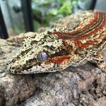 Alabaster Jones - @reptile_hoarder - Instagram