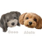 チワプー🐶alain.coco - @chihuapoo_alain_coco - Instagram
