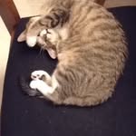 Theo Alain Comte - @the_cat_rober - Instagram