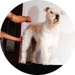 Alain David Rodriguez Ochoa - @alaingroomer - Instagram