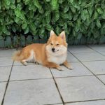 Alain Pham - @daisy_firefox - Instagram
