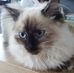 Alain Royer - Facebook