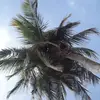 Alanis Oquendo - @alanisoquendo - TikTok