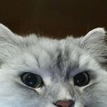 Alain Talbot - @alain_talbot - Instagram