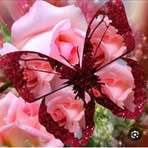 Alain Tom - Facebook