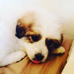 Alain Villa Cazarin - @luna_has_an_account_now - Instagram