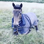 alana doherty - @equ_floyd - Instagram