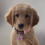 Alana | Field Golden Retriever 🐾 ♥️ - @a.l.a.n.a_b.a.n.a.n.a - Instagram