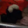 Alaina Maxwell - @alaina.maxwell4 - TikTok