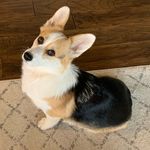 Alaina Pritz Shaw - @wennie.the.dog - Instagram
