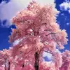 alaina shaw - @alaina.shaw - TikTok