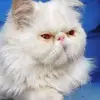 عبود - @abboudalanqara - TikTok