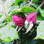 Alan Abdulla - @alanabdulla10 - Instagram