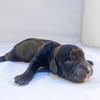 alanaackroyd - @luna_the_cockerspaniel2 - TikTok