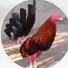 Alan Acosta - @loco28257 - TikTok