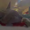 lana - @alanadeyemanja - TikTok