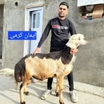افشار پلنگی تک - @afshar.palangi.tak - Instagram