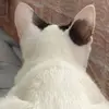 akialan - @akialan - TikTok