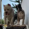 Alan Alexis Alcala Quezada - @wolveskennel - TikTok