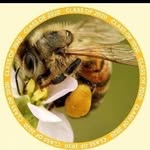 Miel de Abeja Regional. - @alan.aleman.herrera17 - Instagram