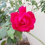 Soso - @alward_alaniq - Instagram