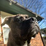 Alan Ambrose - @kahnspage - Instagram