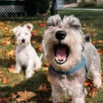 Alan and Olivia the Schnauzers - @alanandolipaws - Instagram