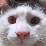 Memorial: João Lucas 🐈 - @alanandreani7 - Instagram
