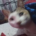 Alan Angbo Limbu - @alanangbo - Instagram
