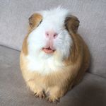 Alan And Angus - @alan_the_guinea - Instagram