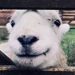 Angus Alan Shearer - @angusalanshearer - Instagram