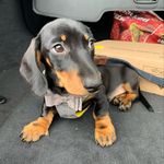 Alan bartholomew - @bigalthesausage - Instagram