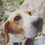 Alan beagle - @alan.the_beagle - Instagram