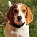 Alan Beagle - Facebook