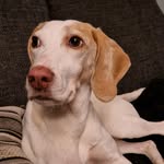 Alan - @itsalanthebeagle - Instagram