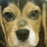 Alan-Sandy - @alan.beagle - Instagram