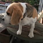 Alan The Beagle - @alan_the_beagle - Instagram