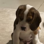 Alan the Beagle - @alan.the.beagle - Instagram