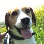 Alanthebeagle - @alanthebeagle - Instagram