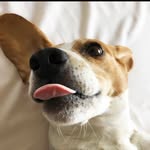 Alice & Alan Beagle - @alice_and_alan - Instagram