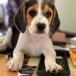 Jacob Alan Beagle - @jakeabeagle - Instagram