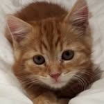 Alan Beaumont - @alan_the_ginger_cat - Instagram