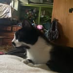 Alan beaumont - @f0x_te3th - Instagram