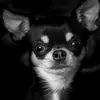 alan Beckett - @chihuahua123451 - TikTok