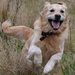 Alan Beddoe - @alan.beddoe - Instagram